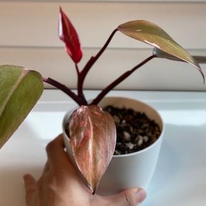 Strawberry Shake Philodendron plant